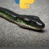 100 Python Mini Projects
